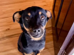 Cachorro raça SRD-ViraLata idade 7 a 11 meses nome Dobby