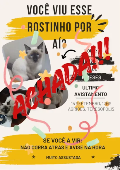 Gato raça Siamês idade 2 a 6 meses nome Panda