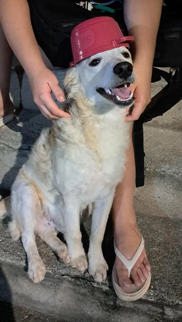 Cachorro raça SRD-ViraLata idade 7 a 11 meses nome Pipoca