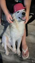 Pipoca