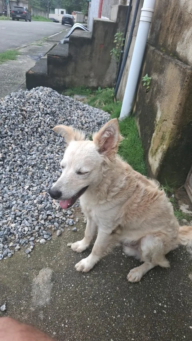 Cachorro raça SRD-ViraLata idade 7 a 11 meses nome Pipoca