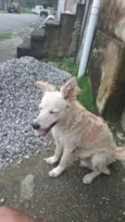 Pipoca