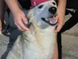 Pipoca