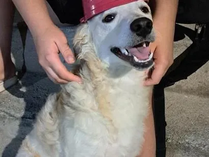 Cachorro raça SRD-ViraLata idade 7 a 11 meses nome Pipoca