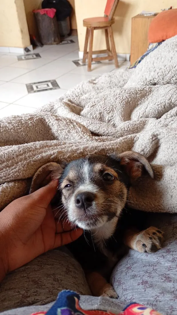 Cachorro raça SRD-ViraLata idade 2 a 6 meses nome Pandora 