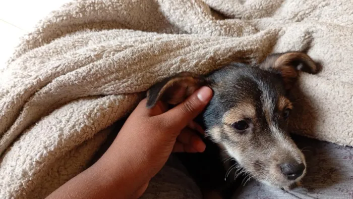 Cachorro raça SRD-ViraLata idade 2 a 6 meses nome Pandora 