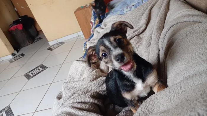 Cachorro raça SRD-ViraLata idade 2 a 6 meses nome Pandora 