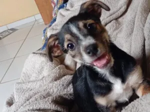 Cachorro raça SRD-ViraLata idade 2 a 6 meses nome Pandora 