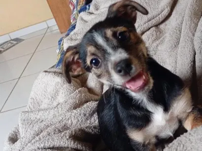Cachorro raça SRD-ViraLata idade 2 a 6 meses nome Pandora 