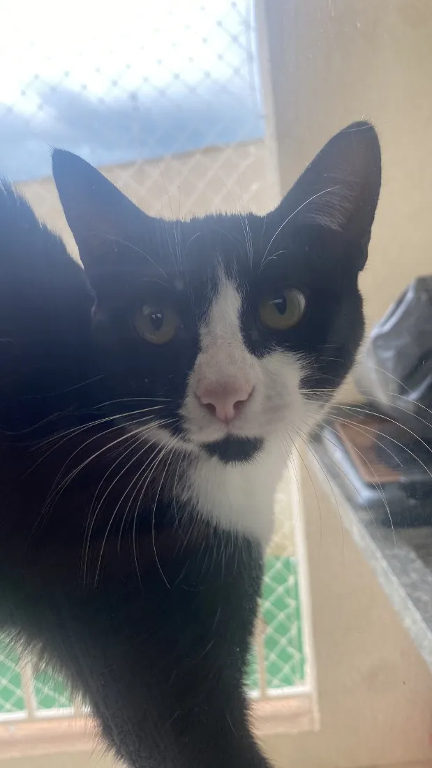 Gato raça SRD-ViraLata idade 7 a 11 meses nome Ana