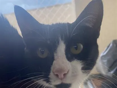 Gato raça SRD-ViraLata idade 7 a 11 meses nome Ana