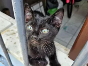 Gato raça SRD-ViraLata idade 2 a 6 meses nome sem nome