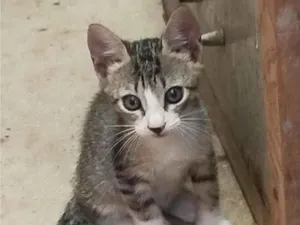 Gato raça SRD-ViraLata idade 2 a 6 meses nome Docinho e lindinha ??