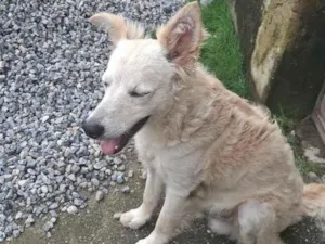 Cachorro raça SRD-ViraLata idade 7 a 11 meses nome Pipoca