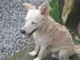 Pipoca