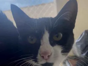 Gato raça SRD-ViraLata idade 7 a 11 meses nome Ana