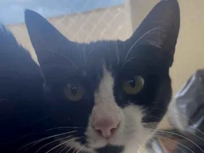 Gato raça SRD-ViraLata idade 7 a 11 meses nome Ana