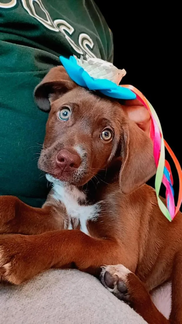 Cachorro raça SRD-ViraLata idade 1 ano nome Chocolate