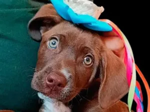 Cachorro raça SRD-ViraLata idade 1 ano nome Chocolate