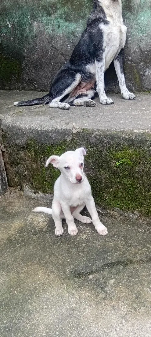 Cachorro raça SRD-ViraLata idade 2 a 6 meses nome sem nome