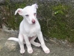 Cachorro raça SRD-ViraLata idade 2 a 6 meses nome sem nome