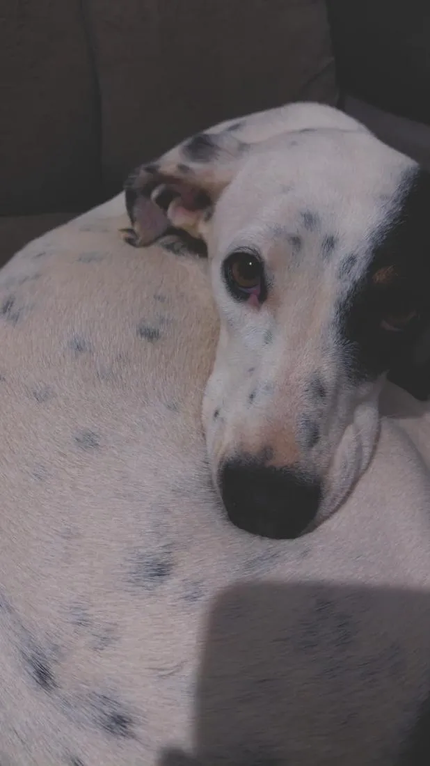 Cachorro raça SRD-ViraLata idade 1 ano nome Dandara