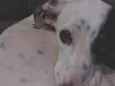 Dandara