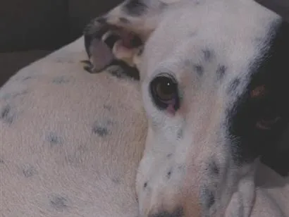 Cachorro raça SRD-ViraLata idade 1 ano nome Dandara