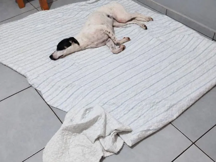 Cachorro raça SRD-ViraLata idade 1 ano nome Dandara