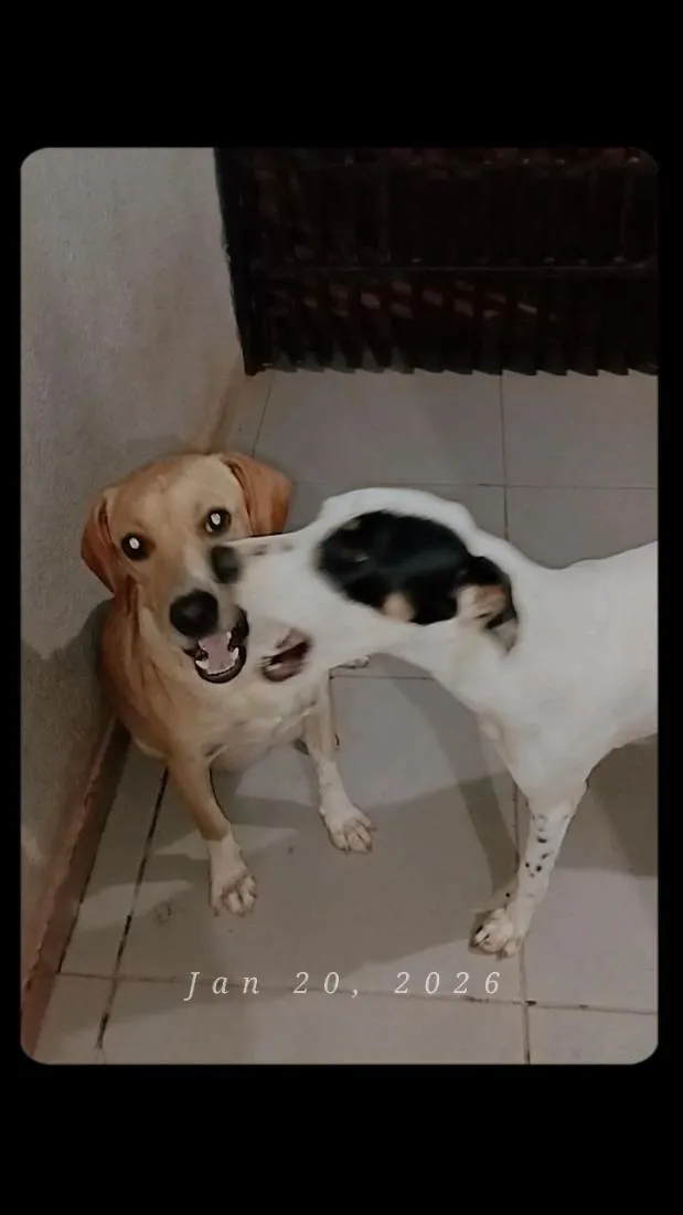 Cachorro raça SRD-ViraLata idade 1 ano nome Pandora