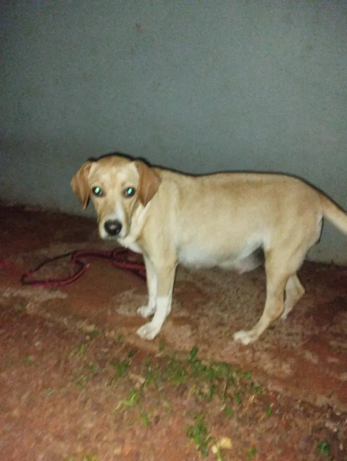 Cachorro raça SRD-ViraLata idade 1 ano nome Pandora