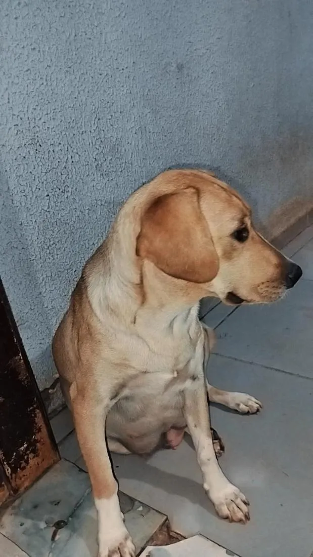 Cachorro raça SRD-ViraLata idade 1 ano nome Pandora