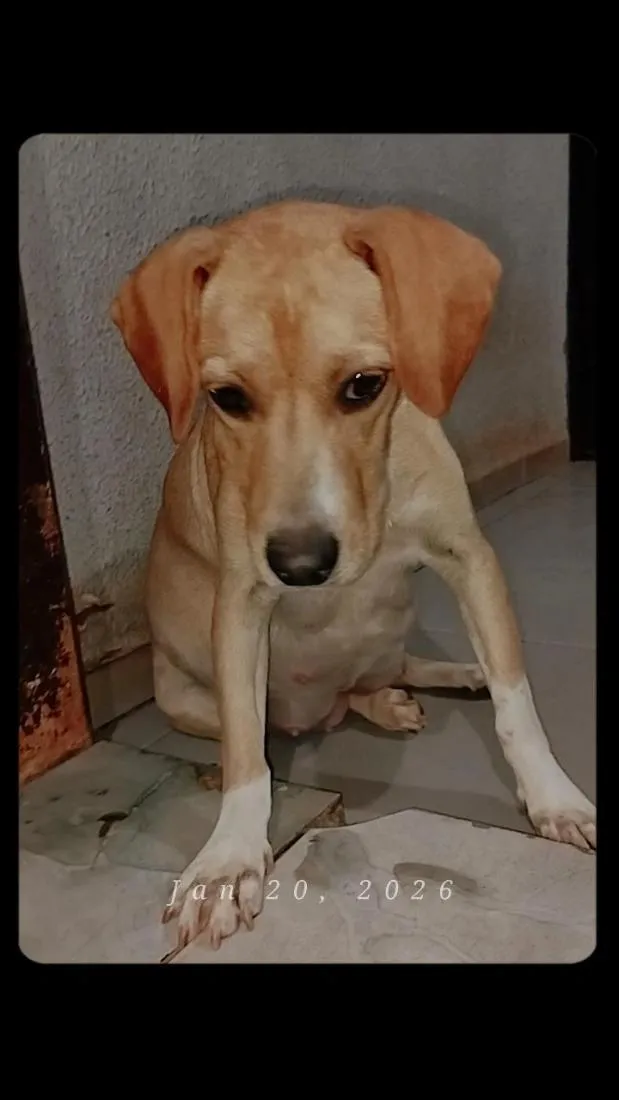 Cachorro raça SRD-ViraLata idade 1 ano nome Pandora