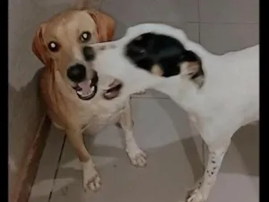 Cachorro raça SRD-ViraLata idade 1 ano nome Pandora