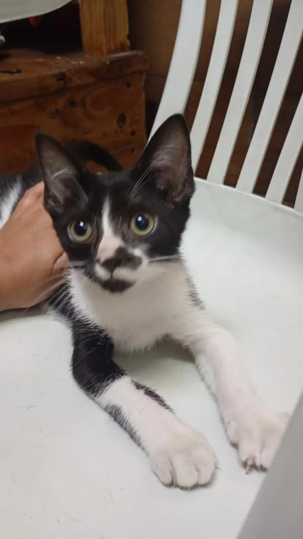 Gato raça SRD-ViraLata idade 2 a 6 meses nome Teddy 