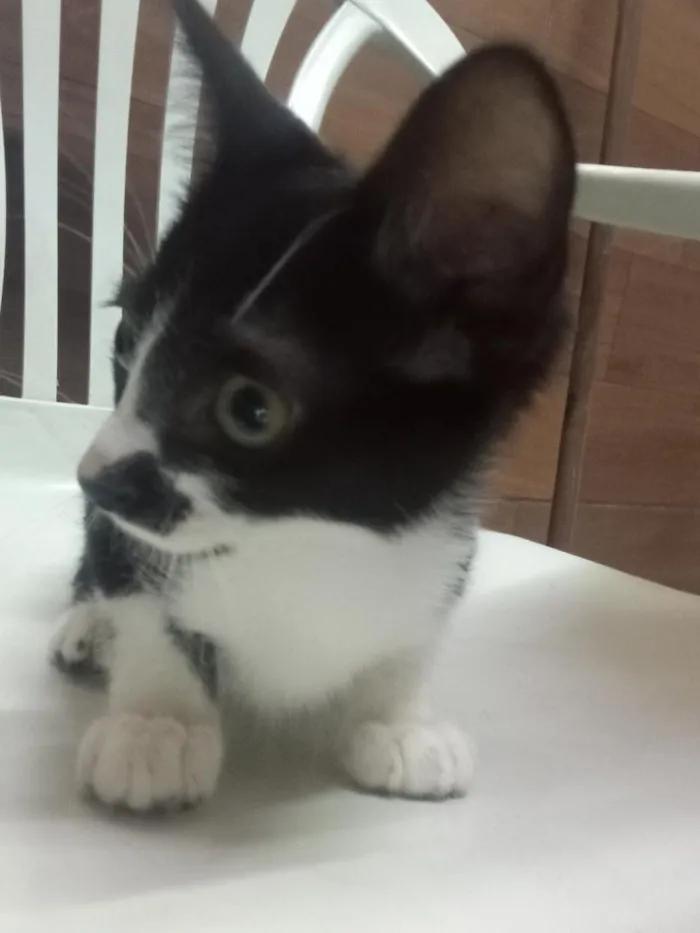 Gato raça SRD-ViraLata idade 2 a 6 meses nome Teddy 