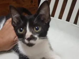 Gato raça SRD-ViraLata idade 2 a 6 meses nome Teddy 