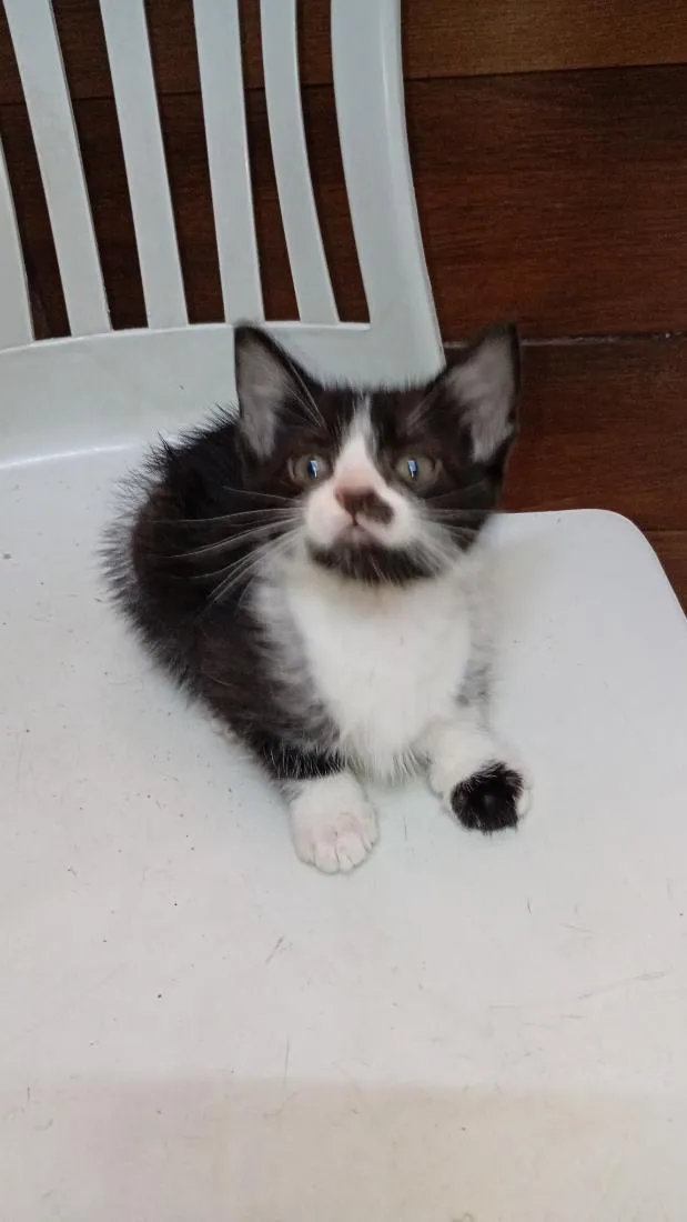 Gato raça SRD-ViraLata idade 2 a 6 meses nome Theo 
