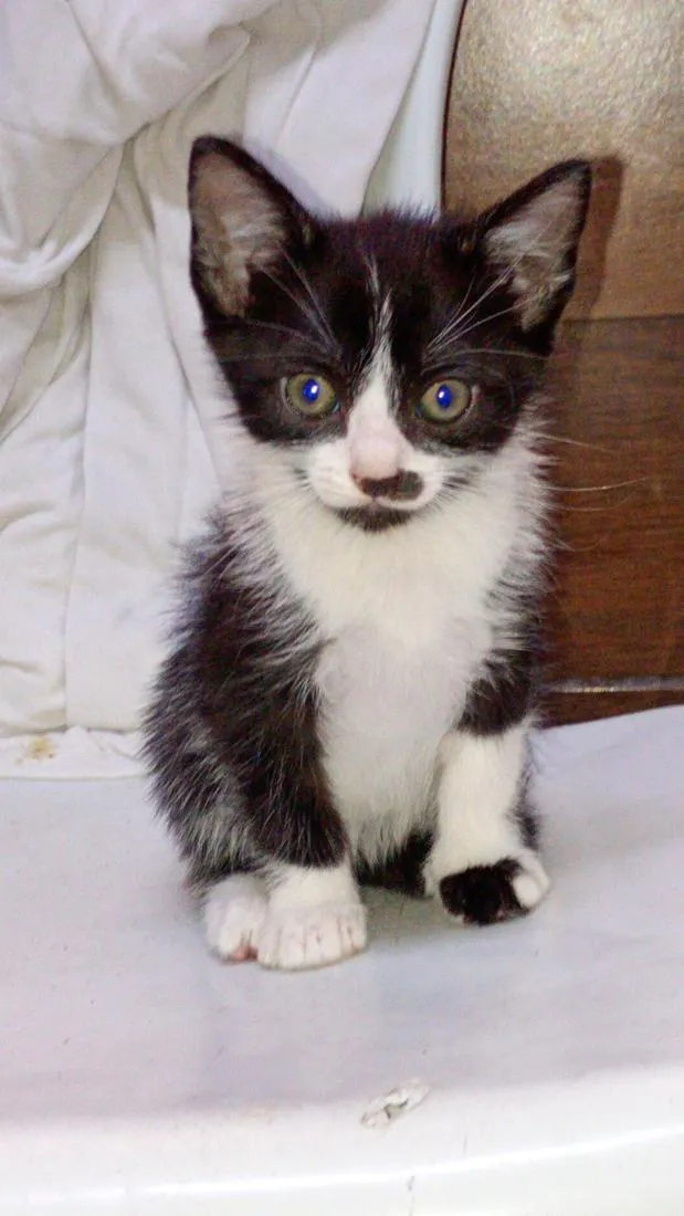 Gato raça SRD-ViraLata idade 2 a 6 meses nome Theo 