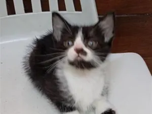 Gato raça SRD-ViraLata idade 2 a 6 meses nome Theo 