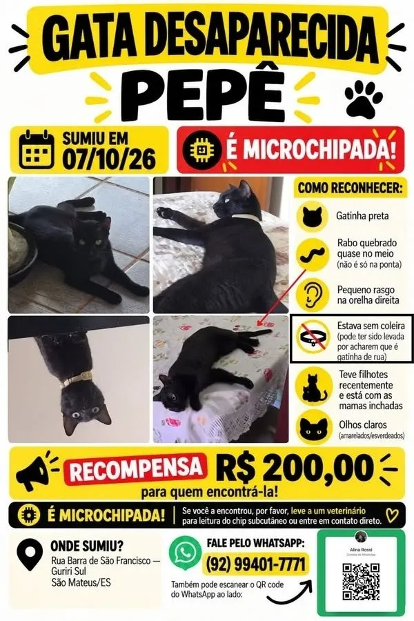 Gato raça SRD-ViraLata idade 5 anos nome Pepê