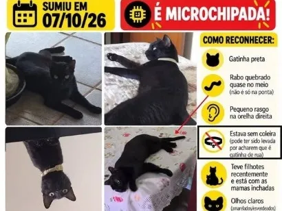 Gato raça SRD-ViraLata idade 5 anos nome Pepê