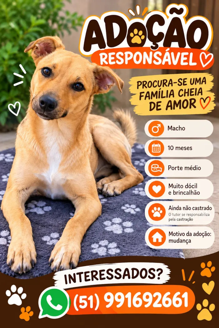 Cachorro raça SRD-ViraLata idade 7 a 11 meses nome Ted