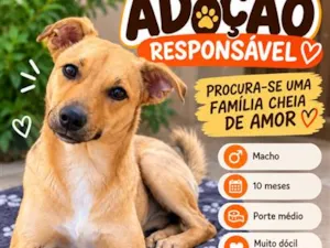 Cachorro raça SRD-ViraLata idade 7 a 11 meses nome Ted