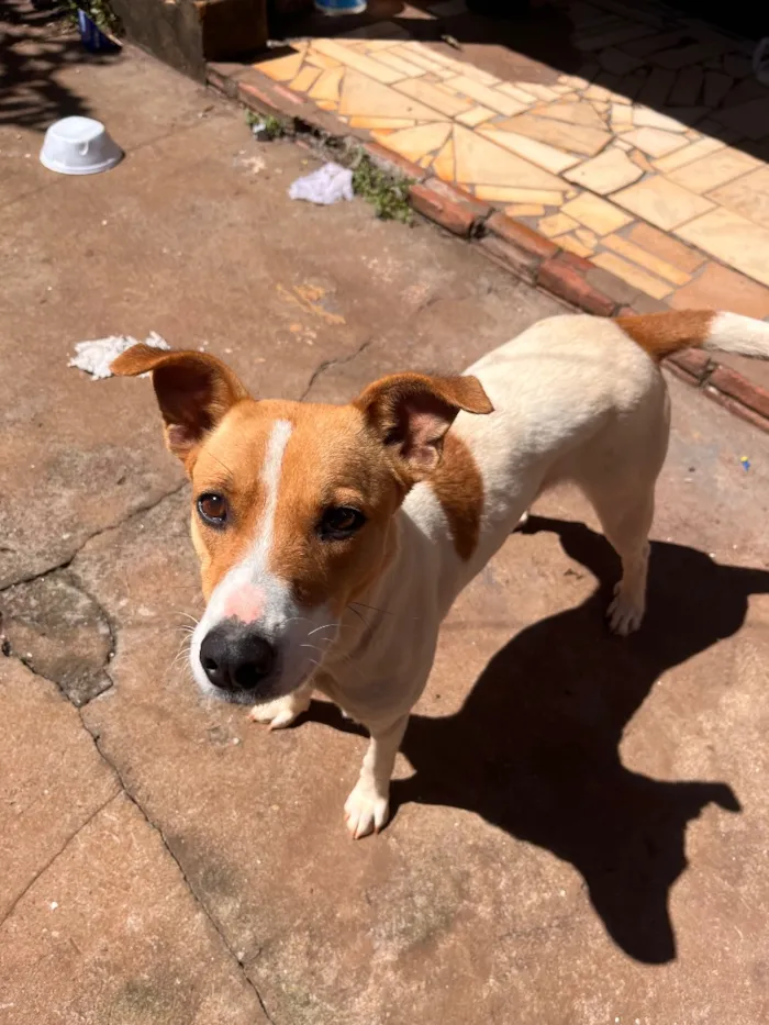Cachorro raça SRD-ViraLata idade 1 ano nome Pit
