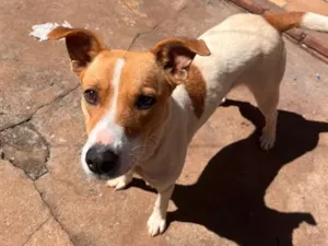 Cachorro raça SRD-ViraLata idade 1 ano nome Pit