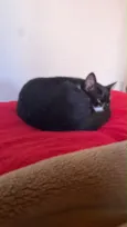 Pandora