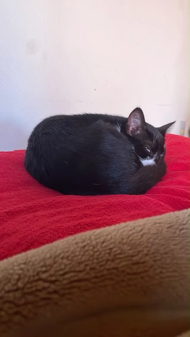 Gato raça SRD-ViraLata idade 7 a 11 meses nome Pandora