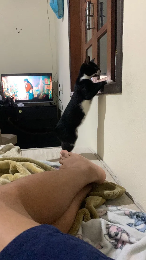 Gato raça SRD-ViraLata idade 7 a 11 meses nome Pandora