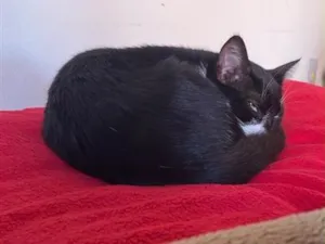 Gato raça SRD-ViraLata idade 7 a 11 meses nome Pandora